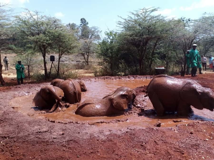 Nairobi: Private Elephant Orphanage Tour - The rest of the day: wood crafts and Kazuri beads