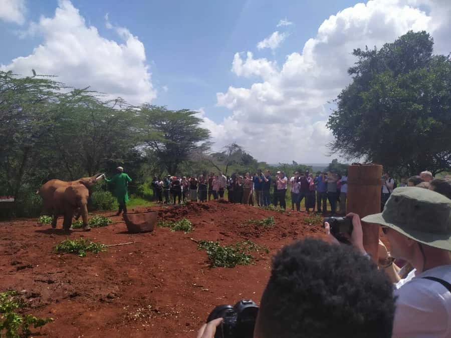 Nairobi: Private Elephant Orphanage Tour - Languages and the guide situation: plan for real-world communication
