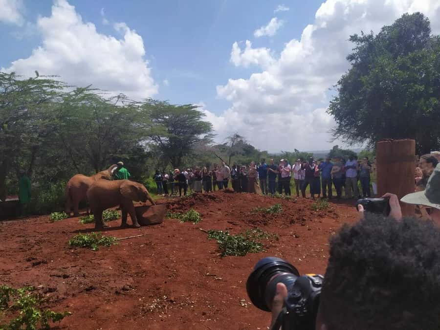 Nairobi: Private Elephant Orphanage Tour - Practical tips for a smooth day in Nairobi