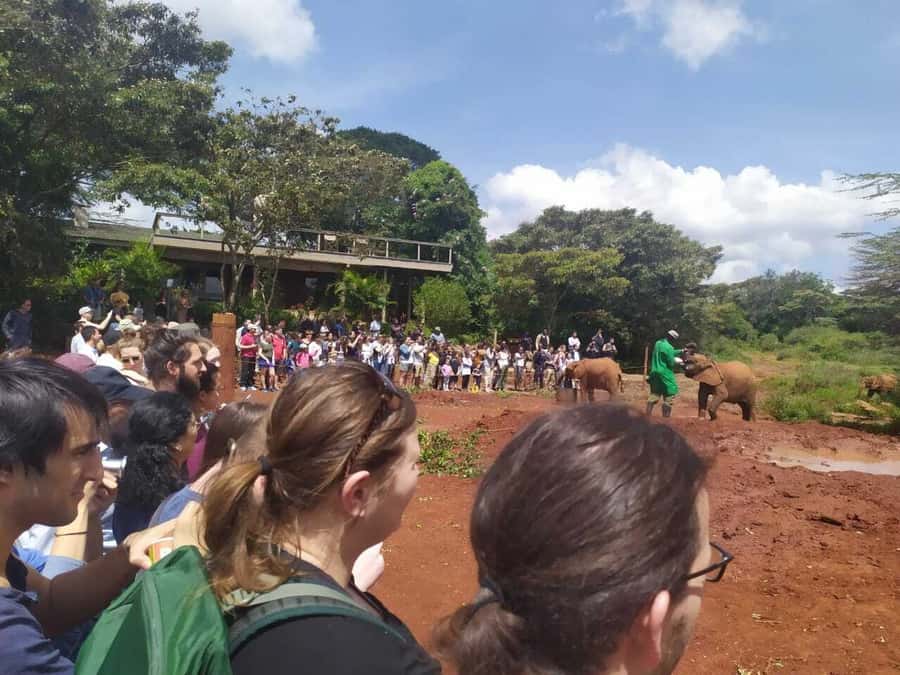Nairobi: Private Elephant Orphanage Tour - Should you book this Nairobi private elephant orphanage tour?