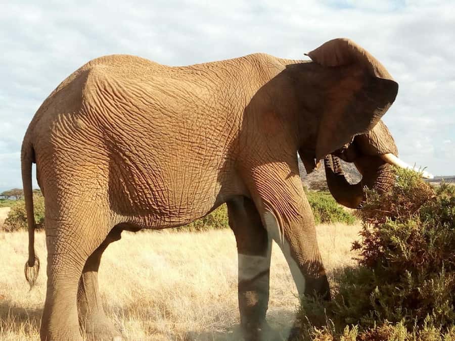 Nairobi: Private Elephant Orphanage Tour - 10:45 AM start: the presentation that sets the tone