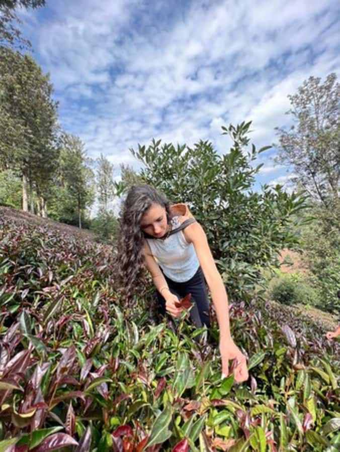 Nairobi: Purple Tea Farm Gatura Greens Day Trip - Key Highlights You Shouldn’t Miss