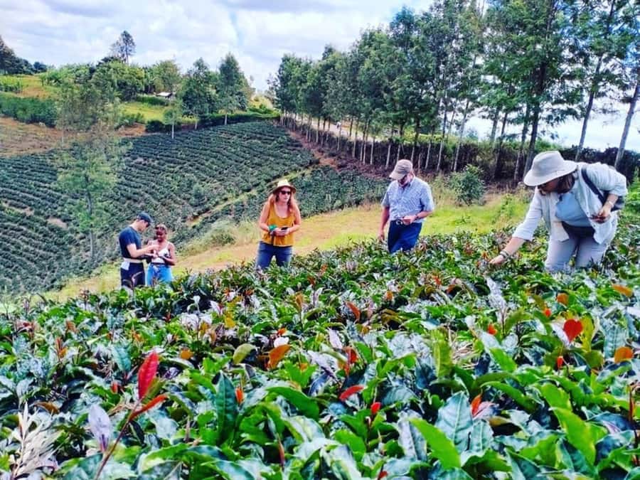 Nairobi: Purple Tea Farm Gatura Greens Day Trip - Entering the Tea Farm: Meeting the Host and Getting Oriented