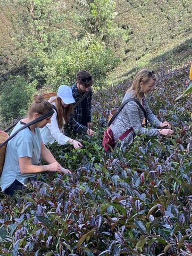 Nairobi: Purple Tea Farm Gatura Greens Day Trip - Tea Picking: The Hands-On Part That Makes the Day Worth It
