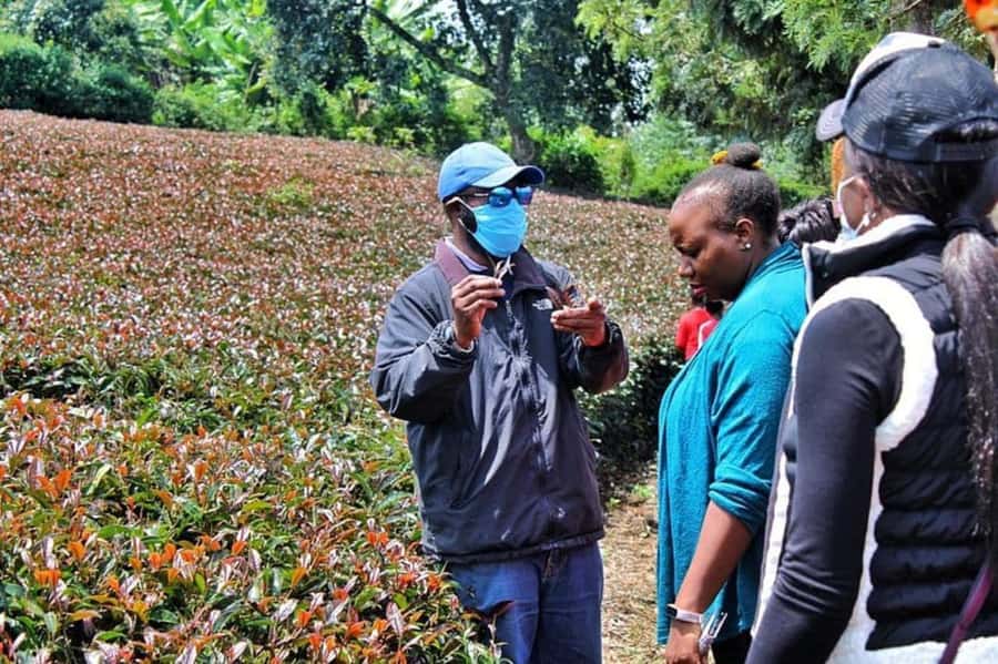 Nairobi: Purple Tea Farm Gatura Greens Day Trip - The Guided Tea Tasting Ceremony: Purple Tea and the Reason It Tastes Like It Does