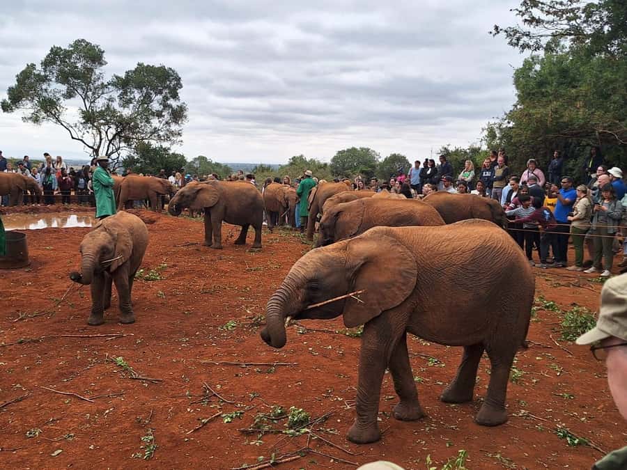 Nairobi’s Best:Elephants,Giraffes Center & Karen Blixen Tour - David Sheldrick Wildlife Trust: the heart of this Nairobi elephant experience