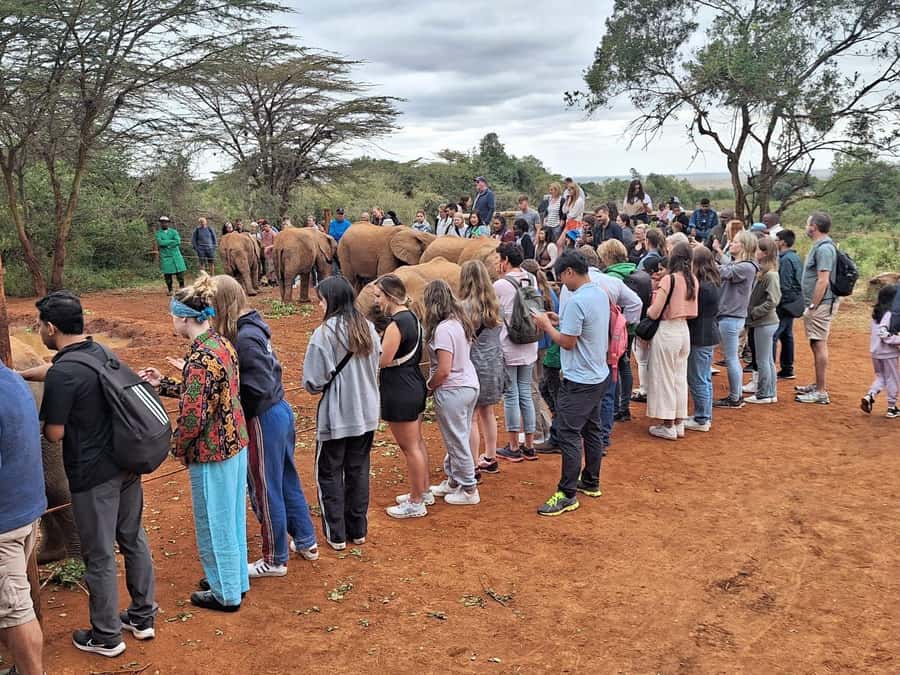 Nairobi’s Best:Elephants,Giraffes Center & Karen Blixen Tour - The 11:00 am presentation, and why it’s more than a warm-up