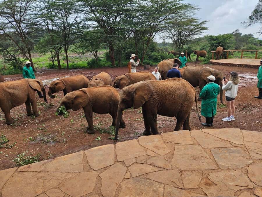 Nairobi’s Best:Elephants,Giraffes Center & Karen Blixen Tour - Shopping stops that actually fit the day: wood crafts and Kazuri beads
