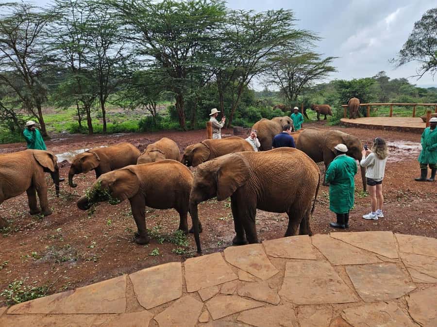 Nairobi’s Best:Elephants,Giraffes Center & Karen Blixen Tour - Price and value: what $32 really covers, and what you should budget
