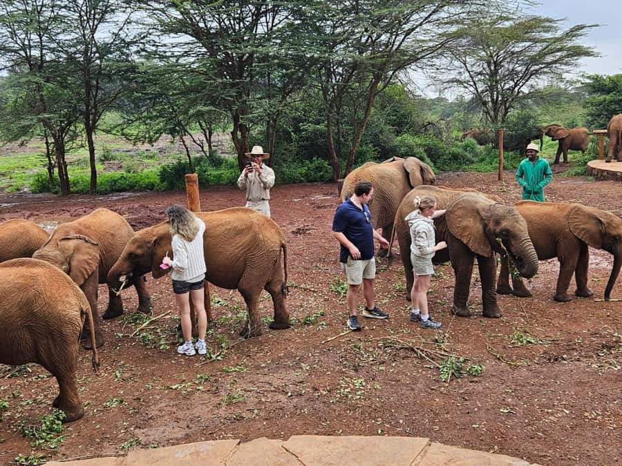 Nairobi’s Best:Elephants,Giraffes Center & Karen Blixen Tour - Practical tips for getting the most out of your morning