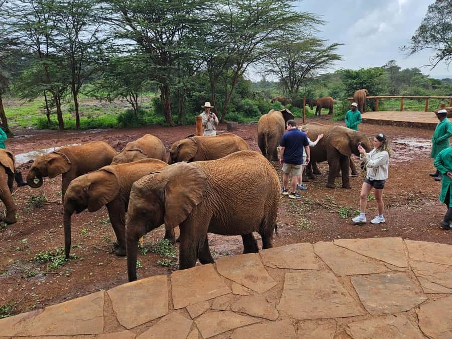 Nairobi’s Best:Elephants,Giraffes Center & Karen Blixen Tour - Your half-day timeline in Nairobi, from pickup to lunch