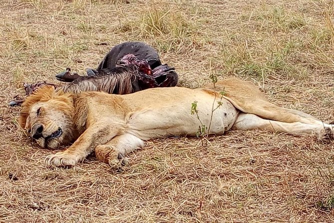 Nairobi safari walk half day tour - How Nairobi National Park Safari Walk works
