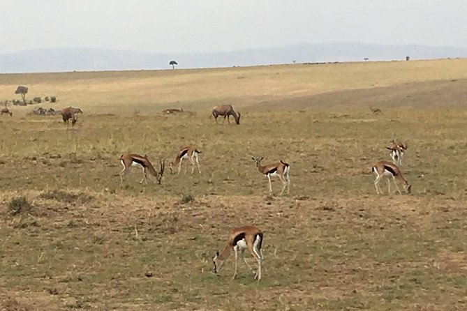 Nairobi safari walk half day tour - Price and value: $57 plus park entry