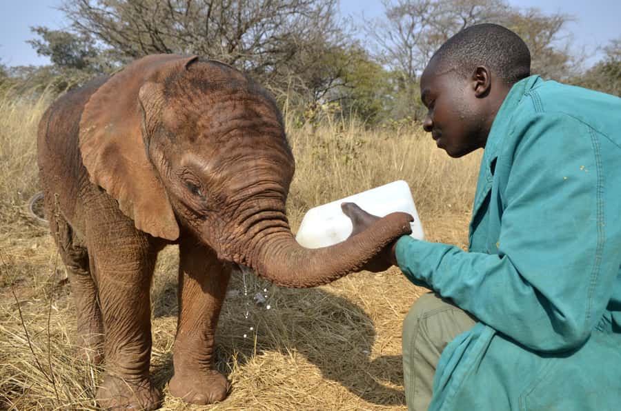 Nairobi: Sheldrick Elephant Orphanage and Giraffe Center - Key highlights to know before you go
