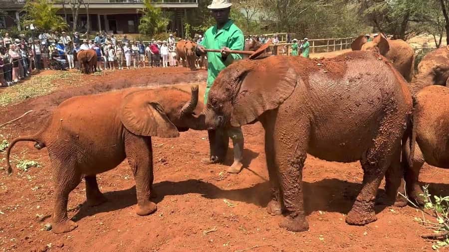 Nairobi: Sheldrick Elephant Orphanage and Giraffe Center - The keeper talk and feeding moments: how to get the most from short windows