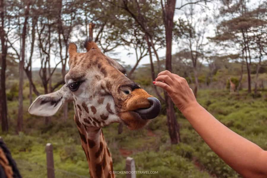 Nairobi: Sheldrick Elephant Orphanage and Giraffe Center - Transportation and timing: the schedule that keeps the day from dragging