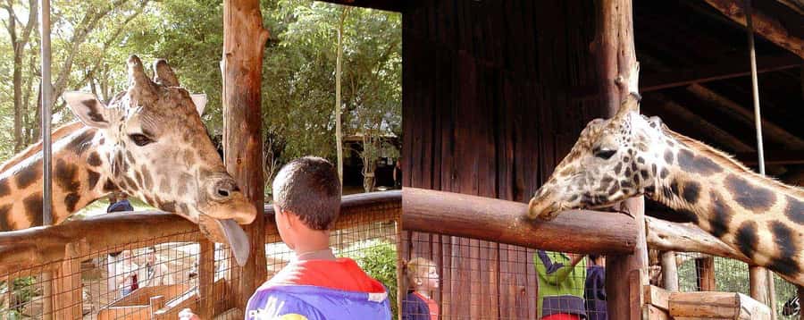 Nairobi: Sheldrick Elephant Orphanage and Giraffe Center - David Sheldrick Elephant Orphanage: why those baby elephants capture you