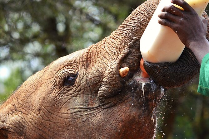 Nairobi Stopover & Layover Tour - Private, Fast & Flexible! - Stop 1: Giraffe Centre hand-feeding in about 45 minutes