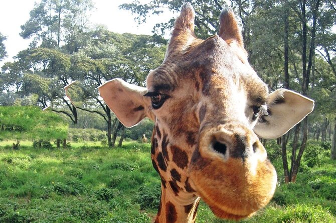 Nairobi Stopover & Layover Tour - Private, Fast & Flexible! - Optional Stop 6: Freedom Nairobi skyline views if time allows