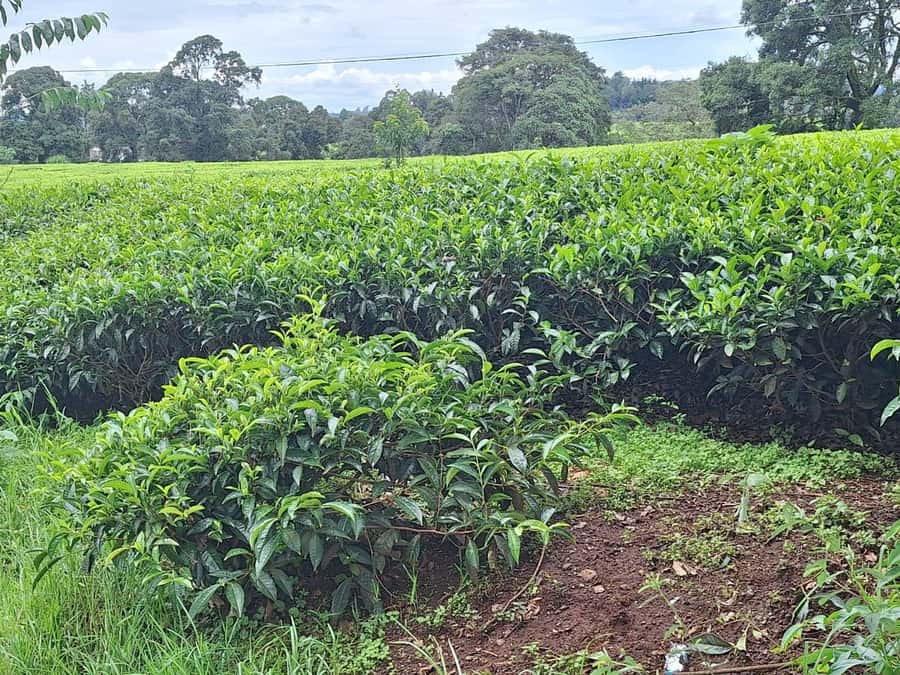 Nairobi: Tea Farm Day Trip with Lunch at kiambethu - Key things to know before you go