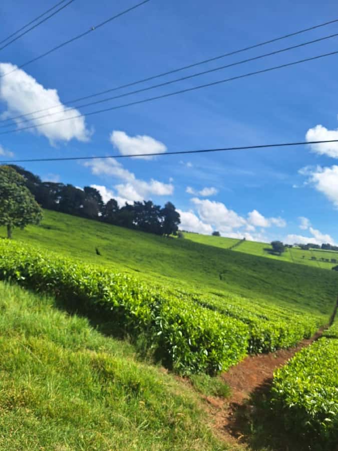 Nairobi: Tea Farm Day Trip with Lunch at kiambethu - Morning welcome at 11am: tea, snacks, and a quick orientation