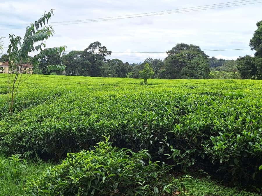 Nairobi: Tea Farm Day Trip with Lunch at kiambethu - Making orthodox tea: roasting, rolling, drying, and packaging