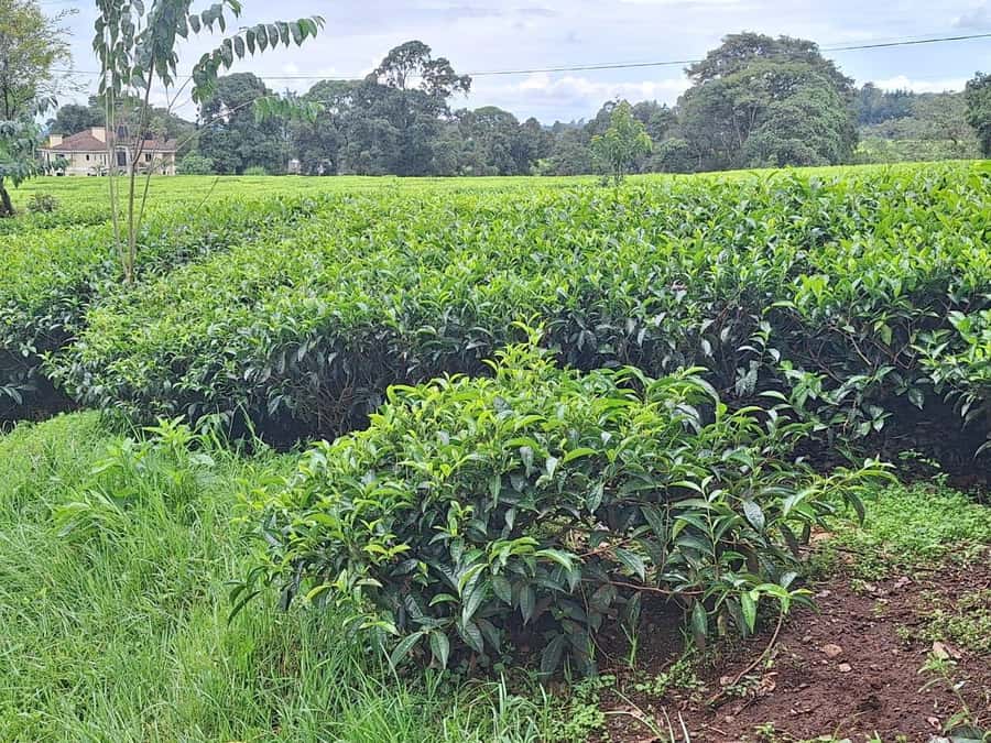 Nairobi: Tea Farm Day Trip with Lunch at kiambethu - Lunch around 1pm: three courses, buffet style, farm-fresh feel