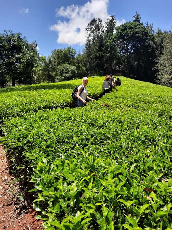 Nairobi: Tea Farm Day Trip with Lunch at kiambethu - The drive out of Nairobi, and the reality of pickup timing