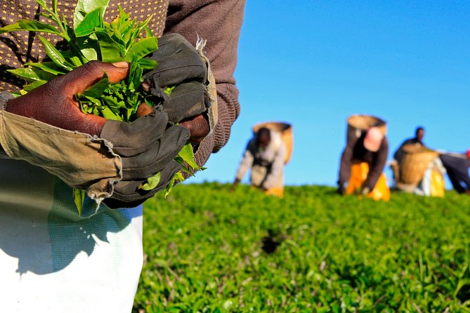 Nairobi to Kiambethu Tea Farm Tour - Key highlights in plain terms