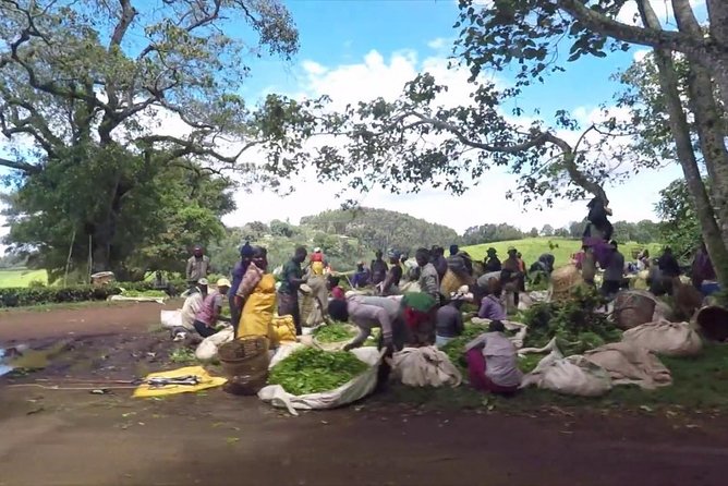Nairobi to Kiambethu Tea Farm Tour - The Ngong Hills verandah moment and why it is more than a view