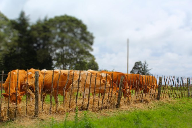Nairobi to Kiambethu Tea Farm Tour - Lunch: the 3-course buffet and what makes it feel farm-to-table