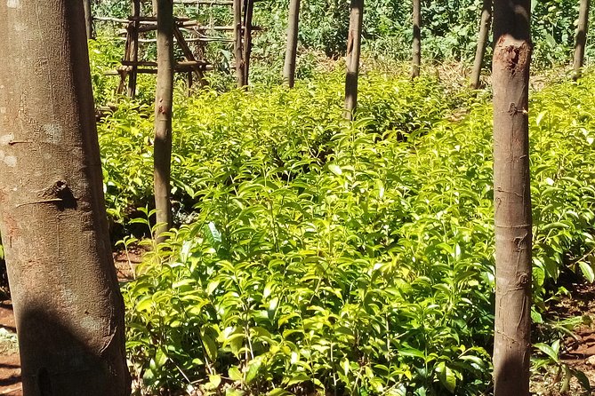 Nairobi to Kiambethu Tea Farm Tour - Timing and pace: how long it really takes and who it fits