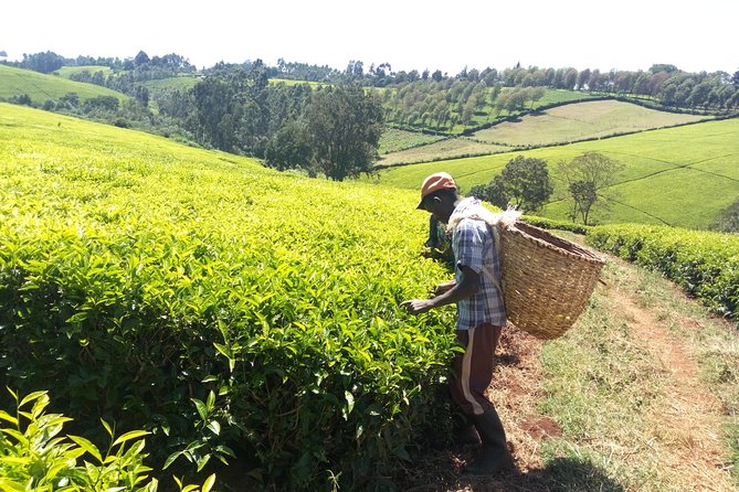 Nairobi to Kiambethu Tea Farm Tour - Price and value: what $108 buys you in real terms