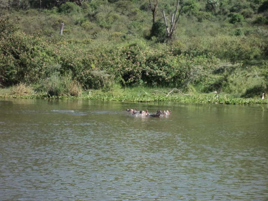Nairobi to Lake Naivasha Day Tour with Crescent Island - Who This Day Trip Fits Best, and Who Should Rethink It