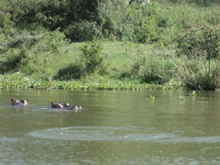 Nairobi to Lake Naivasha Day Tour with Crescent Island - Lake Naivasha Boat Ride, Hippos Nearby and Flamingos on the Move