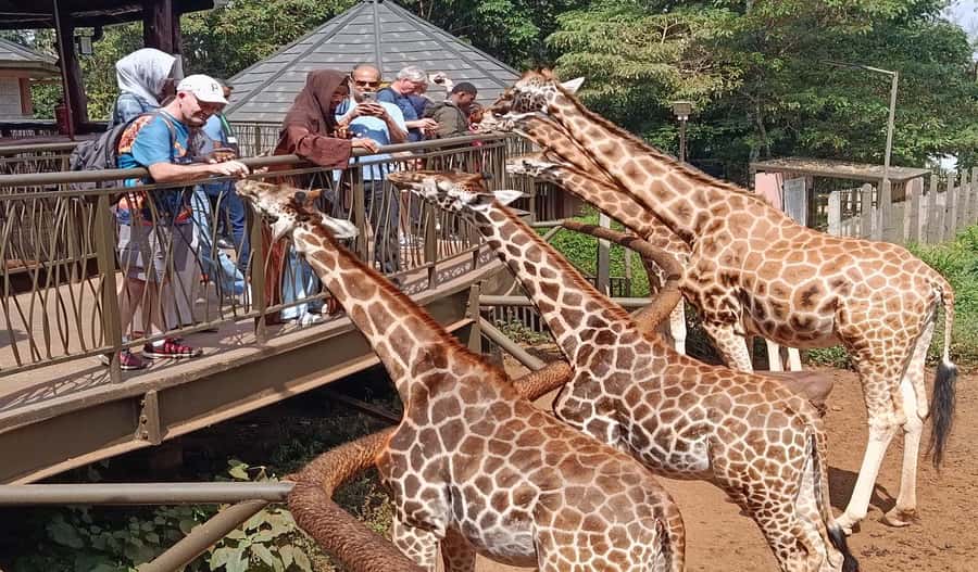 Nairobi Walking Tour, GiraffeCentre & Souvenir Shopping Tour - The KICC roof top stop for panorama views