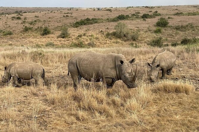 National Park Half-Day Group Tour in Nairobi with Pickup - A city-close safari with real wildlife odds