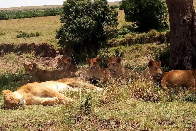 National Park Half-Day Group Tour in Nairobi with Pickup - Why the guide experience matters more than people think