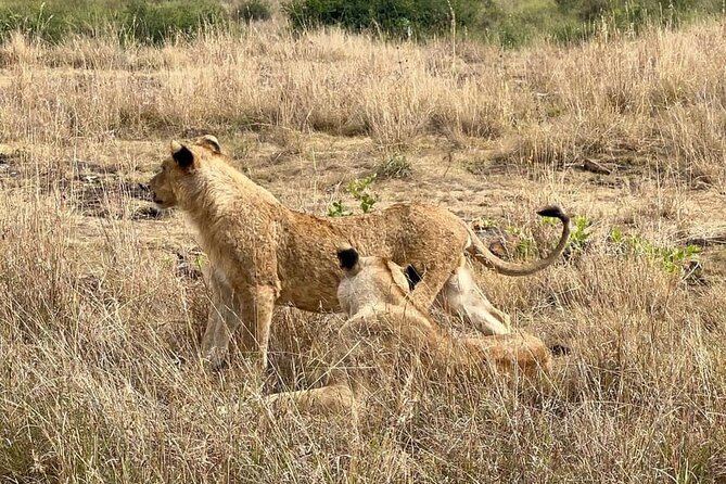 National Park Half-Day Group Tour in Nairobi with Pickup - Price, value, and the entrance fee question you should double-check