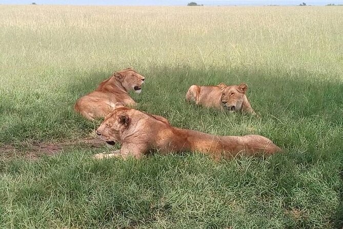 National Park Half-Day Group Tour in Nairobi with Pickup - Who should book this half-day Nairobi National Park tour
