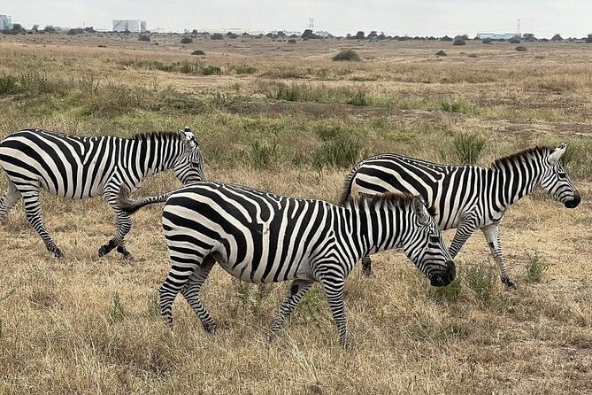 National Park Half-Day Group Tour in Nairobi with Pickup - The half-day schedule, from pickup to drop-off
