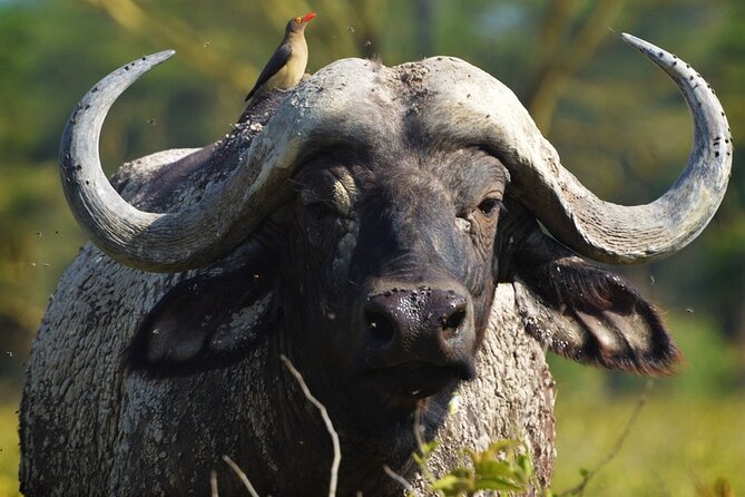 Ol Pejeta Conservancy and Chimpanzee Sanctuary Full-Day Tour from Nairobi - Sweetwaters Chimpanzee Sanctuary: Rescue First, Wildlife Viewing Second
