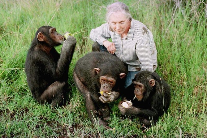 Ol Pejeta Conservancy and Chimpanzee Sanctuary Full-Day Tour from Nairobi - The Afternoon Game Drive in Ol Pejeta: Big Five Chances Plus Plains Wildlife