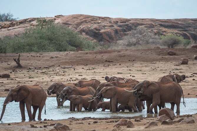 Ol Pejeta Conservancy and Chimpanzee Sanctuary Full-Day Tour from Nairobi - What $395 Really Buys You, and Whether It’s a Good Value