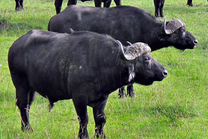 Ol Pejeta Conservancy and Chimpanzee Sanctuary Full-Day Tour from Nairobi - Small Details That Help Your Day Go Smoother