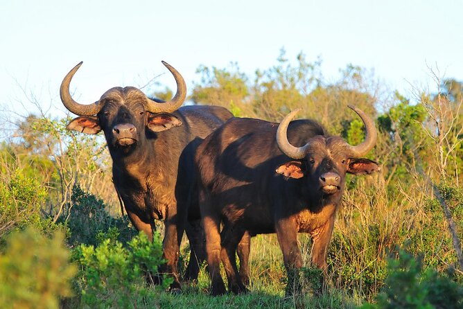 Ol Pejeta Conservancy and Chimpanzee Sanctuary Full-Day Tour from Nairobi - Lunch Inside the Conservancy: Plan for On-Your-Own Meals