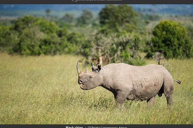 Ol Pejeta Conservancy Day Tour from Nairobi - Key Things That Make This Ol Pejeta Day Trip Worth Your Time