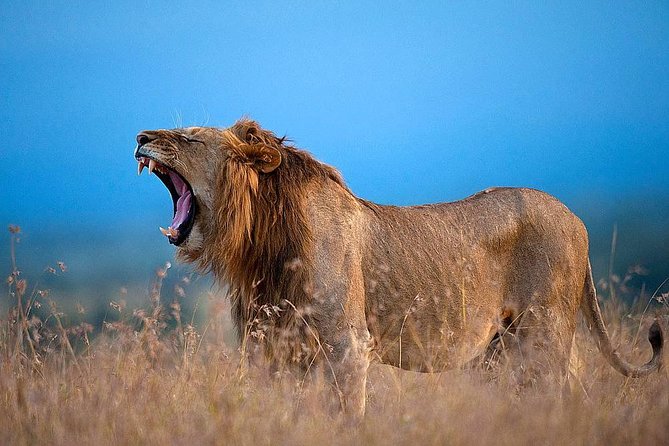 Ol Pejeta Conservancy Day Tour from Nairobi - Ol Pejeta From Nairobi, What You’re Really Paying For