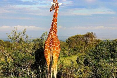 Ol Pejeta Conservancy Day Tour from Nairobi