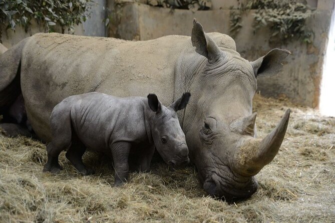 Ol Pejeta Conservancy Day Tour from Nairobi - Timing, Comfort, and Small Practical Fixes